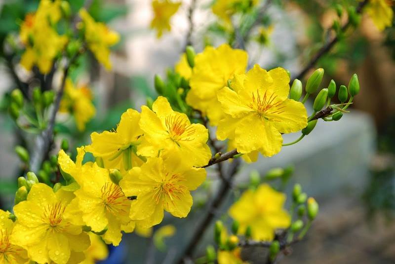 Xem “quẻ” đầu năm thông qua 12 loại hoa đặc trưng Đà Lạt